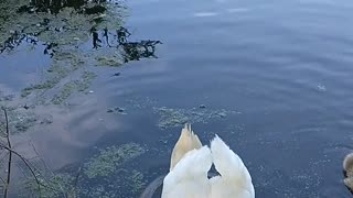 Swans at fanny stebbins