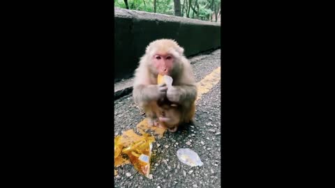 Cute and funny monkey compilation-baby monkey- animal 1