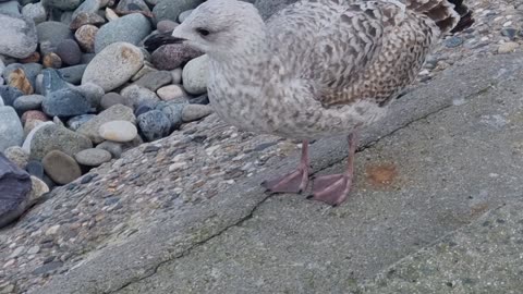 Young Seagull In Great Britain.