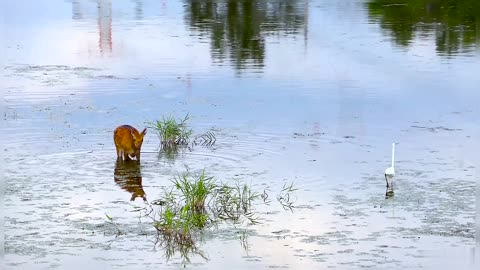 Roe Deer Eating Grass From Water Wildlife Animals