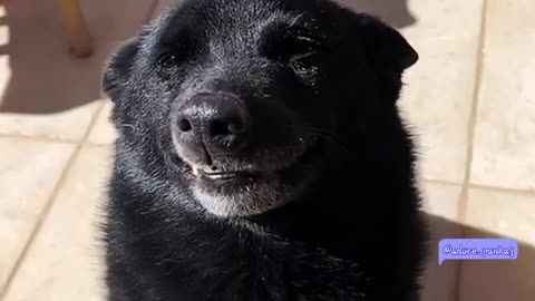 Dog : Look at my big white teeth, don’t they look charming?