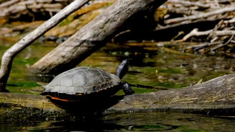 Scuba diver sneaks up and the turtle staying on the tree,,