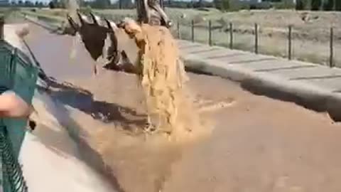 Saving cow from water