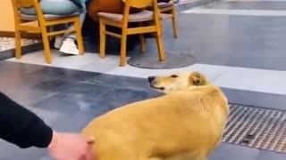 Funniest Videos 2022 😂 Funny Cats 🐱 and Dogs 🐶 Part 19