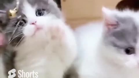 funny cats| funniest animals| must watch i hope it will make yiur day