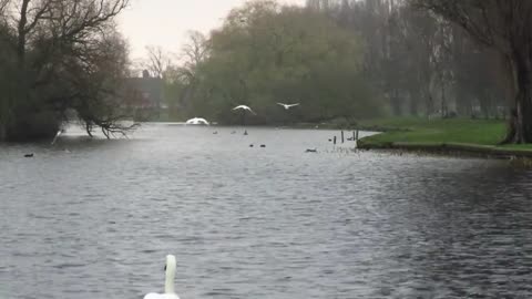 Mute swans practice Flying