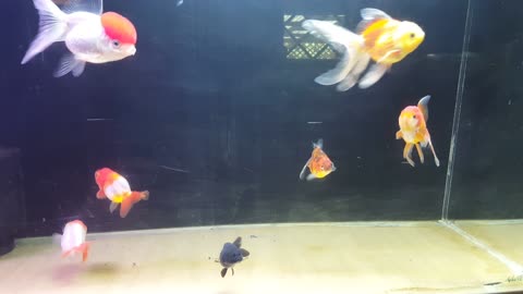 Happy Goldfish swimming