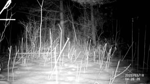 Trail camera series,taken from 16 to 18.03.2022, white tailed deers, coyotes and raccoon.