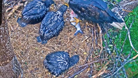 After a heavy rain at night, the baby eagles were all drenched