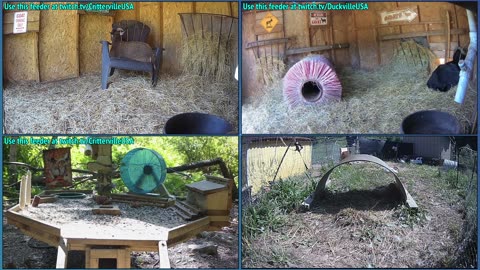 Live ducks, goats, pups and more!