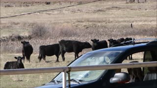 Old School Funk & Open Windows Draws In Angus Yearlings