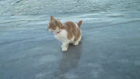 Cat on ice.
