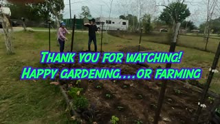 Planting peppers with my Filipino wife using plants she grew from a pepper she bought at WALMART