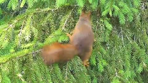 The red furry squirrels that are feeding in the woods and everywhere look very cute and adorable