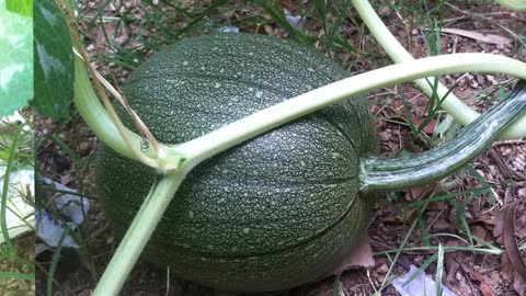 Jack O'Lantern Pumpkins Growing Time Lapse