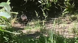 Wild Turkeys and Chicks Roam in a Field