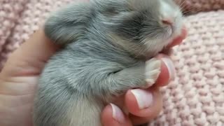 Adorable tiny animal sleeping