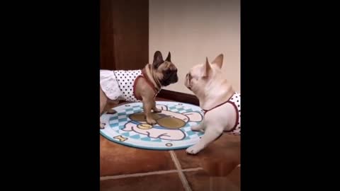 Funniest baby Animals -Funny Baby Dogs And Cats Videos