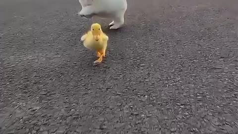 Cute puppy and duck playing