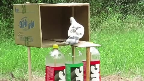 Great Pigeon Trap || Unique Bird Trap