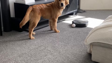 Robovac Plays Ball With Golden Retriever