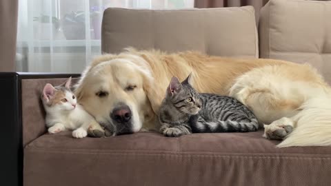 What does a Golden Retriever and Kittens sleep look like