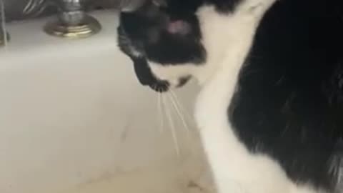 Cats enjoy tap water