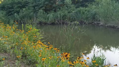 Pond view