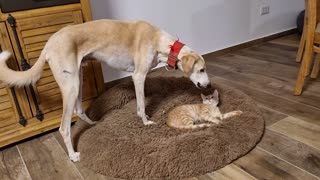 Dog Asks Nicely That Cat Leaves The Bed