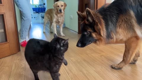German Shepherd Puppy Meets a Cat For The First Time