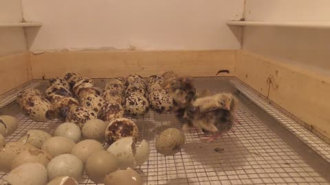 Live hatching of dwarf quails caught on camera