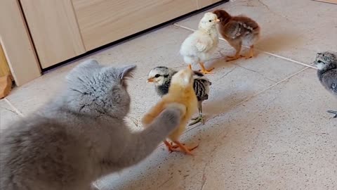 Gentle kitten takes care of chicks