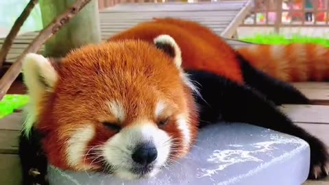 Red panda laying on a block of ice