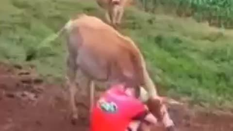 Animals try and cheer up a sad farmer....