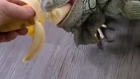 Big Lizard Eating Banana