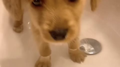 Puppy having before having a shower and after