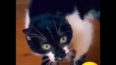 Cat's funny video 📹 🤣 😂 watching for end