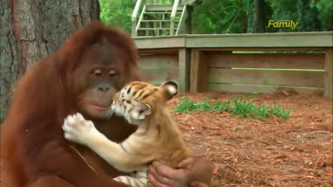 An orangutan takes care of baby tiger cubs.