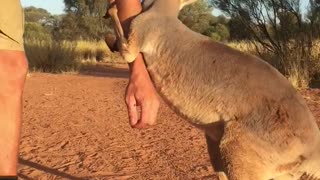 Kangaroo Cuddles and Kickboxing