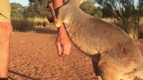 Kangaroo Cuddles and Kickboxing