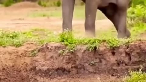 Elephant Chases Lions and Saves Buffalo