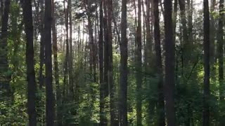 Aerial View Of Forest - Magical Forest - Drone Aerial View - No Copyright Videos