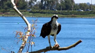 Bird of prey feasting on a fish