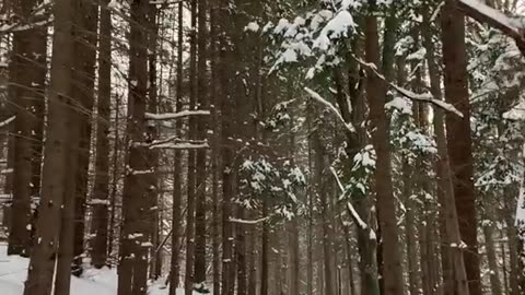Beautiful Winter Forest Crunchy Snow Walk ASMR #Shorts