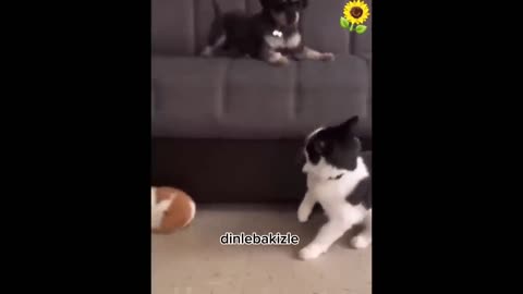 Paws and Claws Comedy: Hilarious Cats and Dogs that'll Make Your Day!