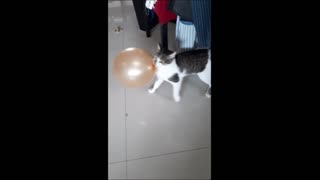 Adorable Cat Playing with a Balloon