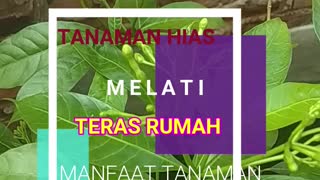 Manfaat tanaman hias herbal 01