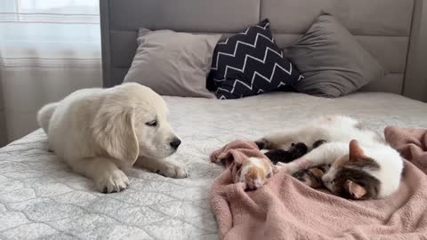 Golden Retriever Puppy Meets Mom Cat with Newborn Kittens for the First Time