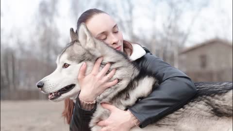 Top 5 Facts About Owning Siberian Husky