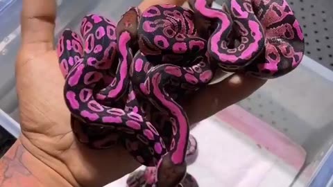 Snakes with beautiful and attractive colors. 🙂